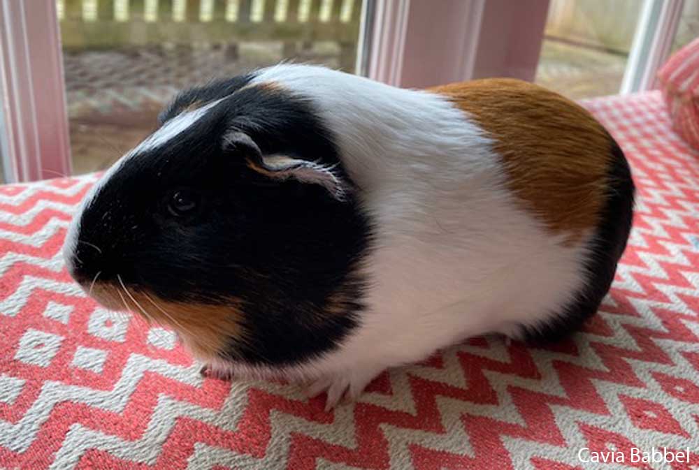 Een langgerekte dunne cavia